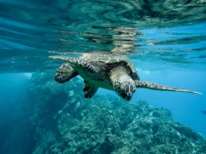 Closeup of a green sea turtle swimming underwater under the lights - cool for nature concepts